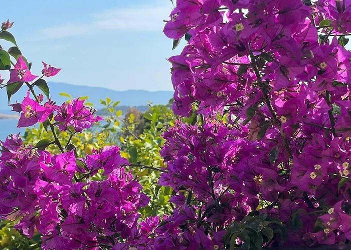 Viva イン オウランオウポリ